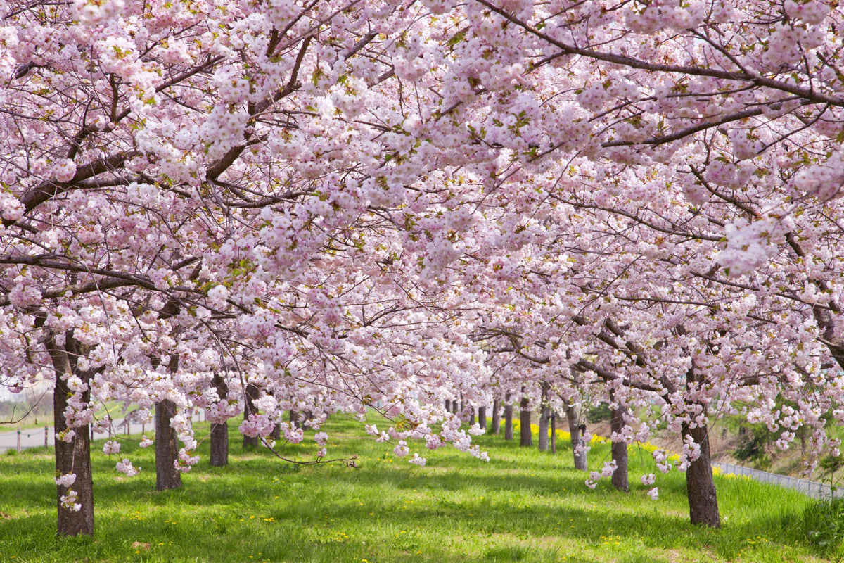 Petals and Past: The Story of Victoria’s Cherry Blossoms – Hidden Victoria