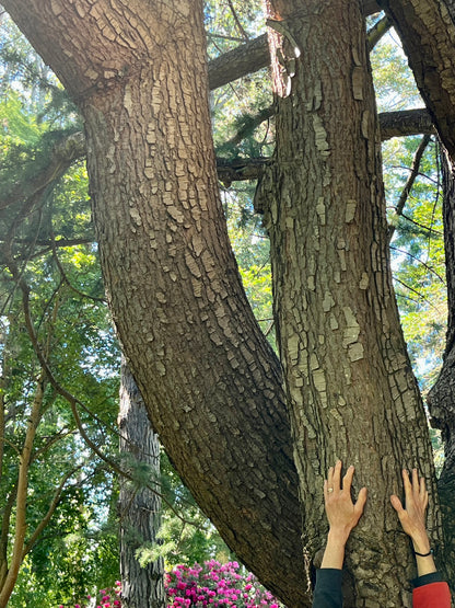 Forest Bathing Walking Tour