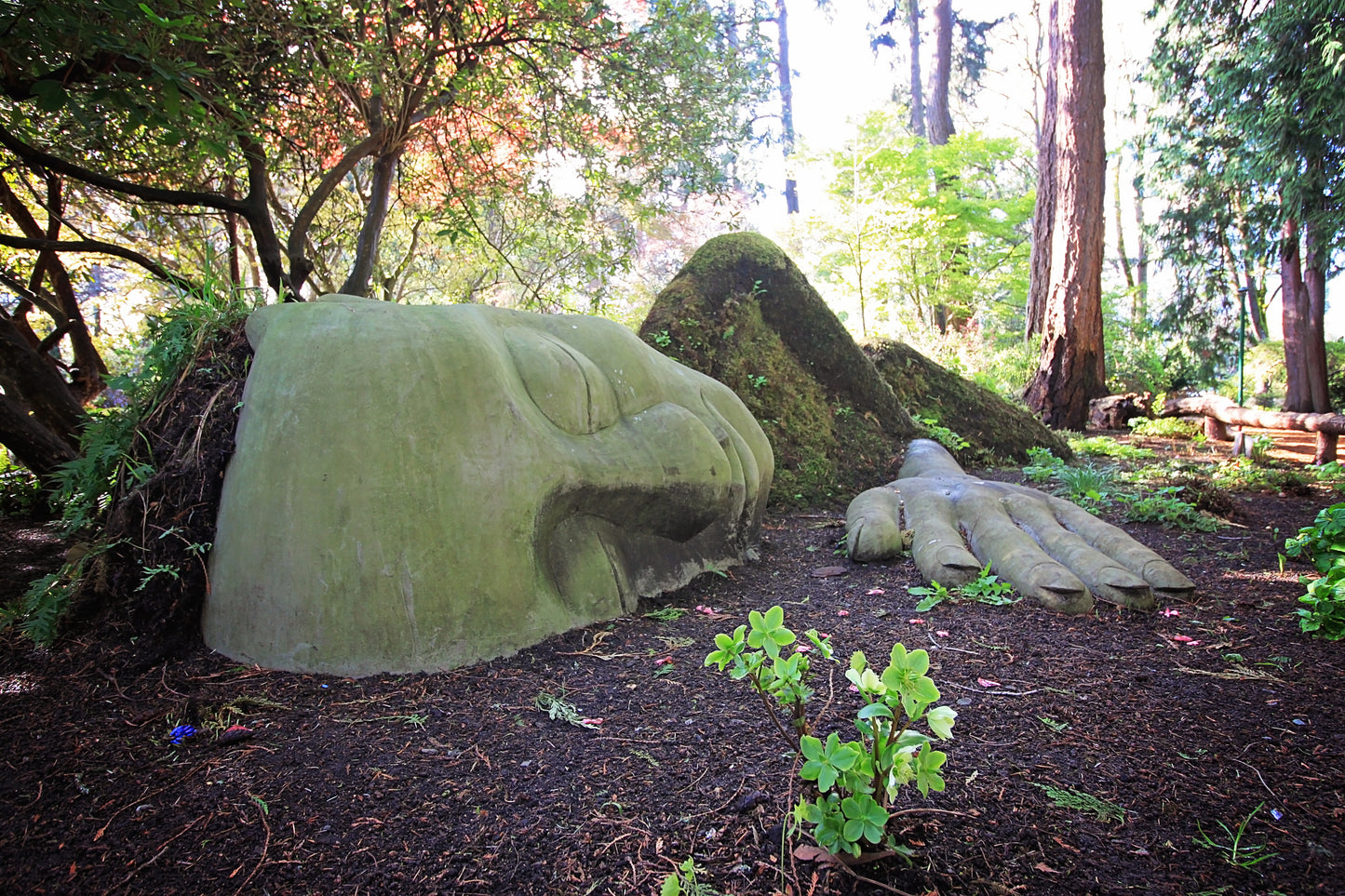 Forest Bathing Walking Tour