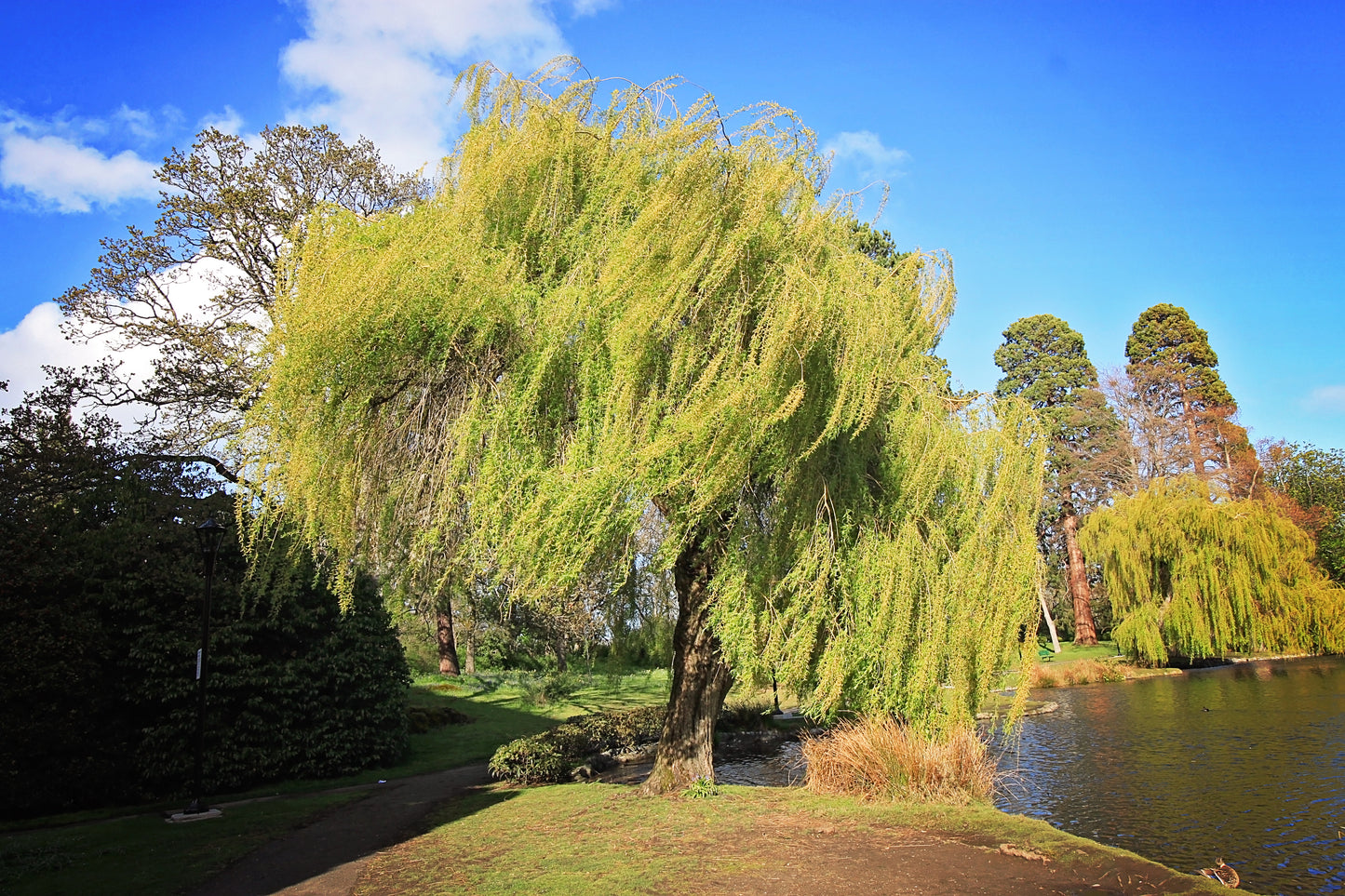 Forest Bathing Walking Tour